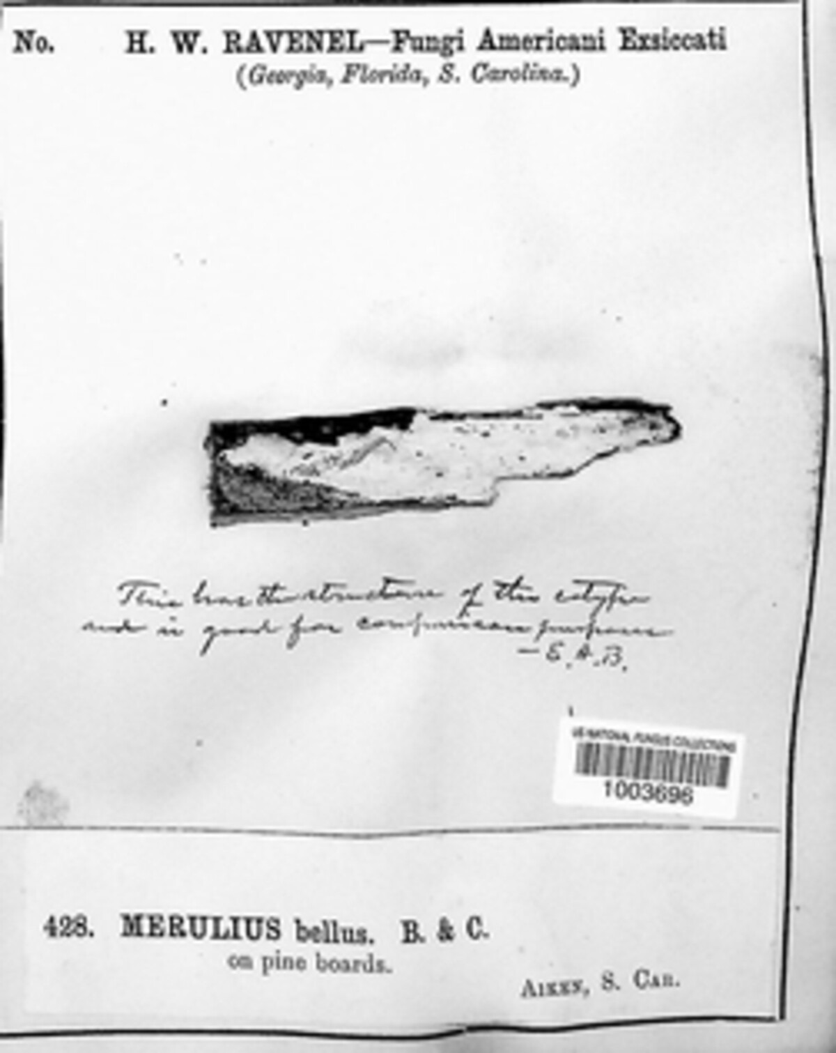 Meruliopsis bella image
